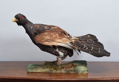 Lot 1405 - Taxidermy: Western Capercaillie (Tetrao...