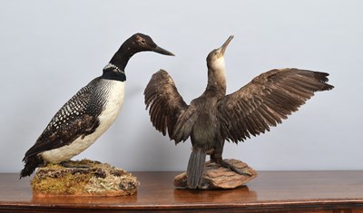 Lot 1401 - Taxidermy: Great Northern Diver and a Juvenile...