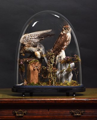 Lot 1404 - Taxidermy: A Late Victorian Pair of European...
