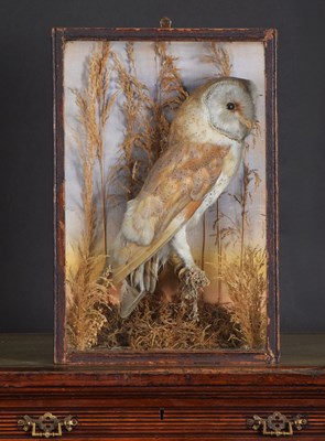 Lot 1399 - Taxidermy: A Late Victorian Cased European...