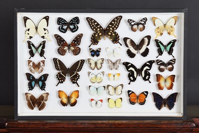 Lot 1400 - Entomology: A Single Glazed Display of African...