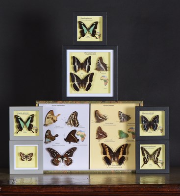 Lot 1402 - Entomology: A Group of Framed African Tropical...