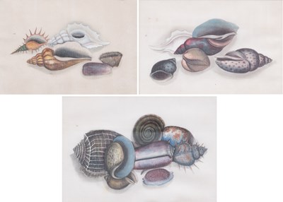 Lot 1159 - British School (20th Century) Sea shells...