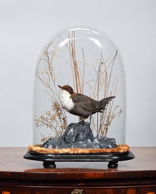 Lot 25 - Taxidermy: White-throated Dipper (Cinclus...