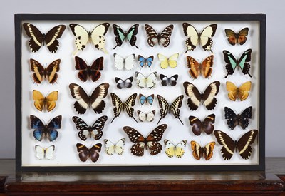 Lot 186 - Entomology: A Single Glazed Display of African...