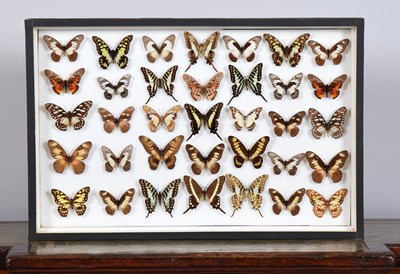 Lot 190 - Entomology: A Single Glazed Display of African...