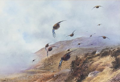 Lot 308 - Peter Allis (b.1944) Grouse in flight over a...