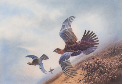 Lot 306 - Peter Allis (b.1944) Grouse in flight across...