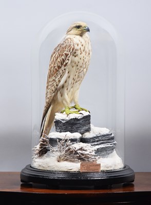 Lot 130 - Taxidermy: A Late Victorian Gyrfalcon (Falco...