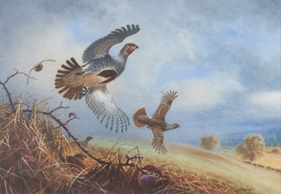 Lot 307 - Peter Allis (b.1944) Partridge breaking from...