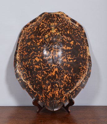Lot 74 - Natural History: Hawksbill Sea Turtle Shell...