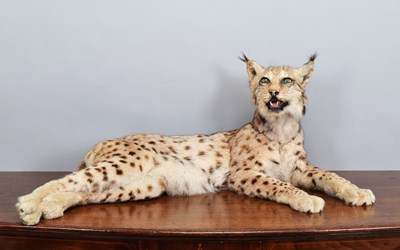 Lot 116 - Taxidermy: European Lynx (Lynx lynx), dated...