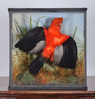 Lot 139 - Taxidermy: A Late Victorian Andean Cock-of-the-...