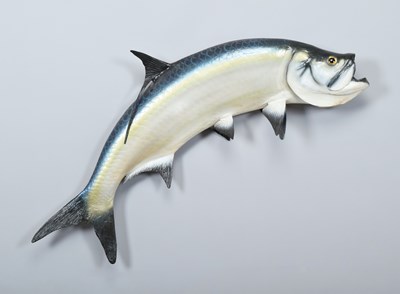 Lot 151 - Taxidermy: A Large Atlantic Tarpon (Megalops...