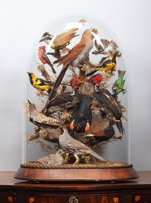 Lot 35 - Taxidermy: A Late Victorian Display of...