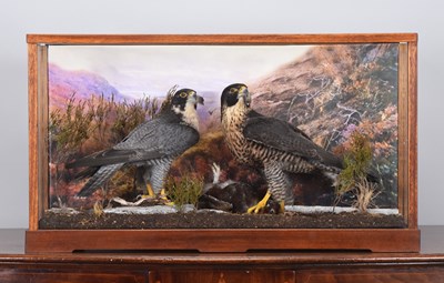 Lot 144 - Taxidermy: A Cased Pair of Peregrine Falcons...