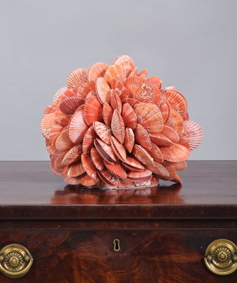 Lot 84 - Conchology: An Orange and Pink Clam Shell...