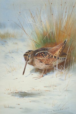 Lot 1014 - Archibald Thorburn FZS (1860-1935) Scottish...
