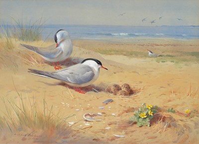 Lot 1011 - Archibald Thorburn FZS (1860-1935) Scottish...