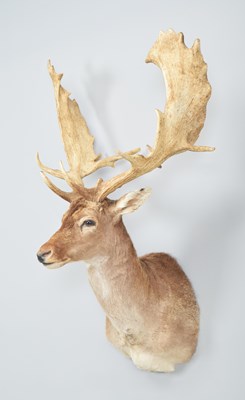 Lot 125 - Taxidermy: European Fallow Deer (Dama dama),...