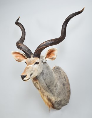 Lot 129 - Taxidermy: Cape Greater Kudu (Strepsiceros...