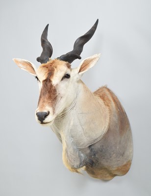 Lot 135 - Taxidermy: Cape or Common Eland (Taurotragus...