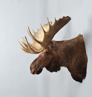 Lot 111 - Taxidermy: Alaskan Moose (Alces alces), dated...