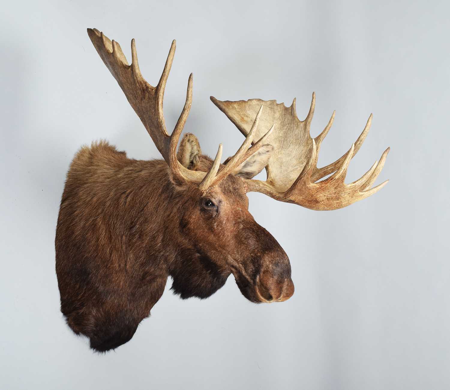 Lot 111 - Taxidermy: Alaskan Moose (Alces alces), dated...