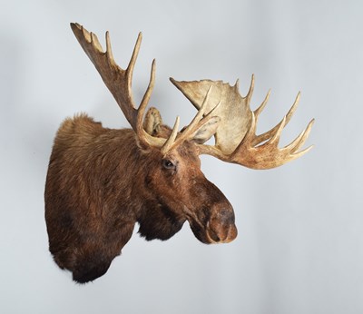 Lot 111 - Taxidermy: Alaskan Moose (Alces alces), dated...