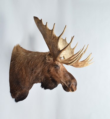Lot 111 - Taxidermy: Alaskan Moose (Alces alces), dated...