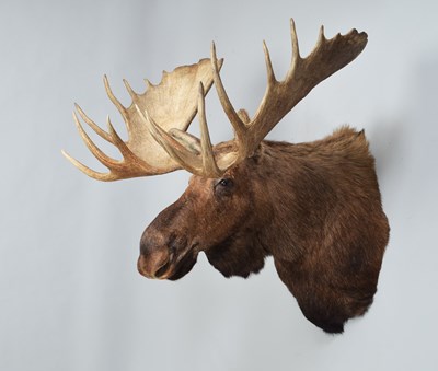 Lot 111 - Taxidermy: Alaskan Moose (Alces alces), dated...