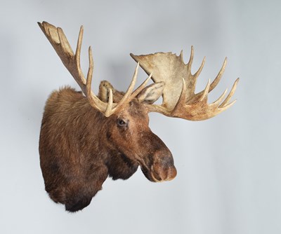 Lot 111 - Taxidermy: Alaskan Moose (Alces alces), dated...