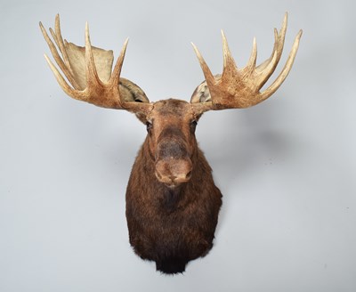 Lot 111 - Taxidermy: Alaskan Moose (Alces alces), dated...