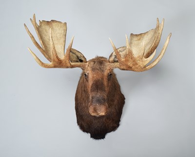 Lot 111 - Taxidermy: Alaskan Moose (Alces alces), dated...