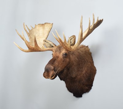 Lot 111 - Taxidermy: Alaskan Moose (Alces alces), dated...