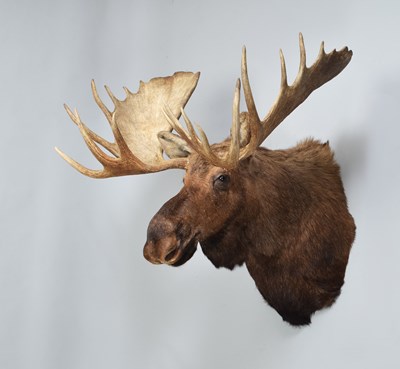 Lot 111 - Taxidermy: Alaskan Moose (Alces alces), dated...
