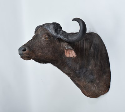 Lot 120 - Taxidermy: Cape Buffalo (Syncerus caffer),...