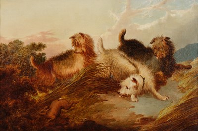Lot 1045 - Paul Jones (act.1855-1888) Terriers rabbiting...