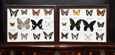 Lot 1122 - Entomology: A Pair of Framed Tropical...