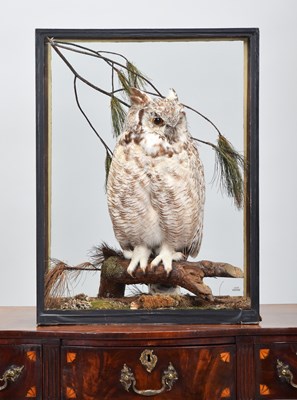 Lot 54 - Taxidermy: A Cased Great Horned Owl (Bubo...