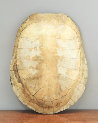 Lot 102 - Natural History: Giant South American River...