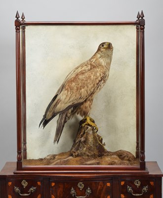 Lot 48 - Taxidermy: A Late Victorian White-tailed Sea...