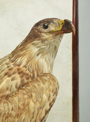 Lot 48 - Taxidermy: A Late Victorian White-tailed Sea...