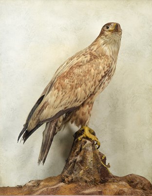 Lot 48 - Taxidermy: A Late Victorian White-tailed Sea...