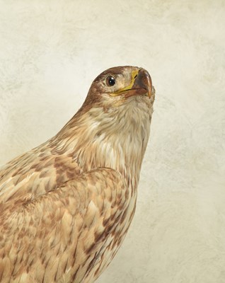 Lot 48 - Taxidermy: A Late Victorian White-tailed Sea...