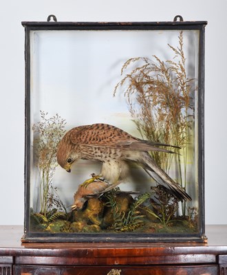Lot 44 - Taxidermy: A Late Victorian Cased European...