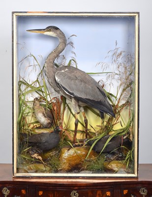 Lot 56 - Taxidermy: A Late Victorian Cased Grey Heron...