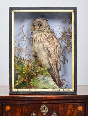 Lot 33 - Taxidermy: A Late Victorian Cased Long-eared...