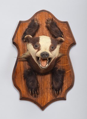 Lot 58 - Taxidermy: A European Badger Mask and Pads...