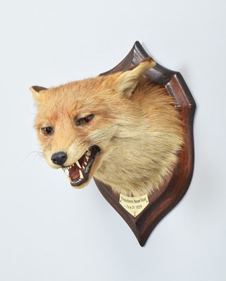 Lot 46 - Taxidermy: Red Fox Mask (Vulpes vulpes), dated...